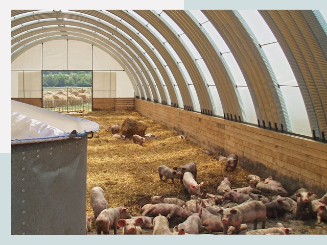 Строительство свинарников в Курганинске